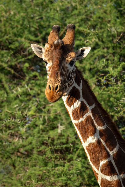 Close-up of reticulated giraffe with bushes behind - Photo, Image