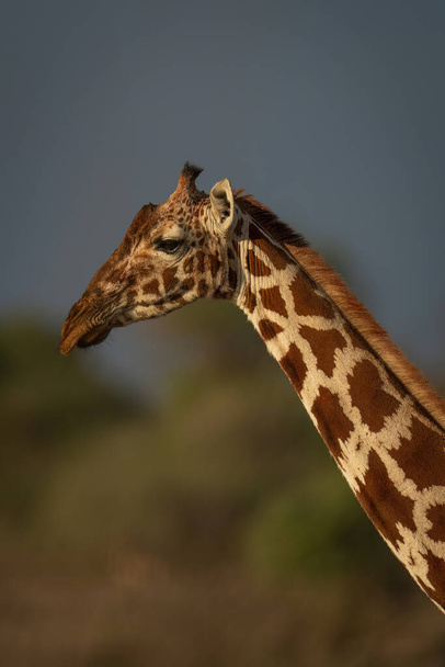 Close-up of reticulated giraffe standing with catchlight - Foto, Imagem