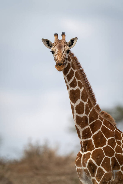Close-up of reticulated giraffe staring at camera - Foto, Imagem