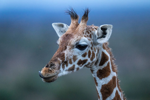 Close-up of reticulated giraffe licking its lips - Photo, Image