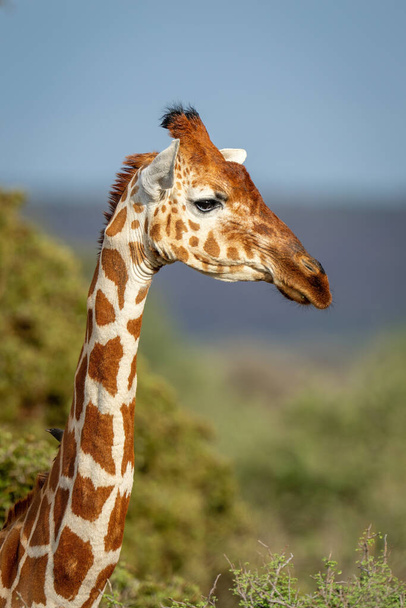 Крупним планом ретикульований жираф дивиться в бік камери
 - Фото, зображення