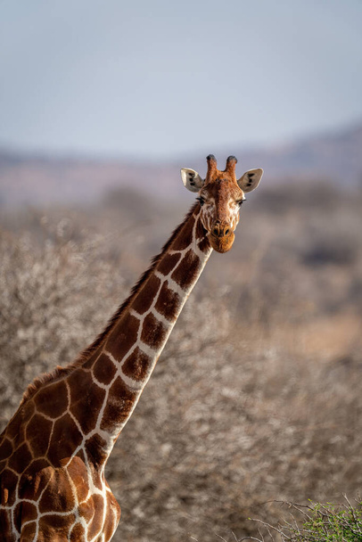Close-up of reticulated giraffe head and shoulders - Fotoğraf, Görsel