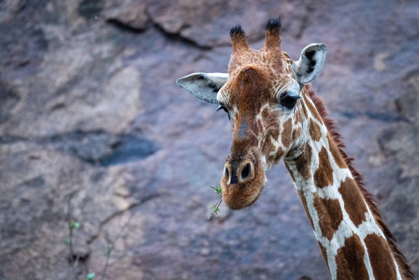 Close-up of reticulated giraffe feeding near rockface - Photo, Image
