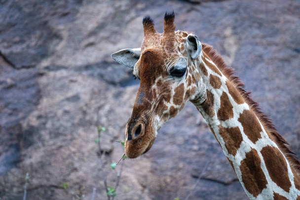 Close-up of reticulated giraffe feeding by rockface - Foto, imagen