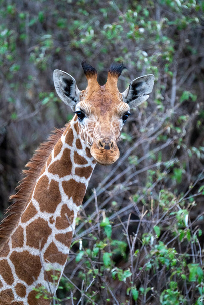 Close-up of reticulated giraffe gazing towards camera - Photo, Image