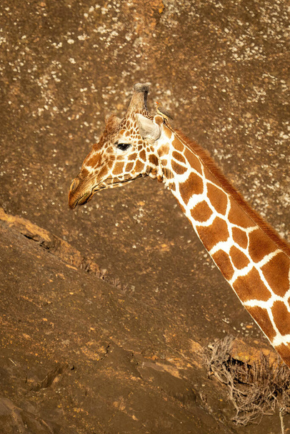 Close-up of reticulated giraffe against rock face - Photo, Image