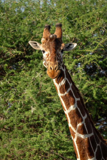 Крупним планом ретикульований жираф серед листяних кущів
 - Фото, зображення