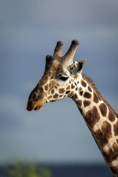 Close-up of reticulated giraffe against cloudy sky - Foto, Imagem