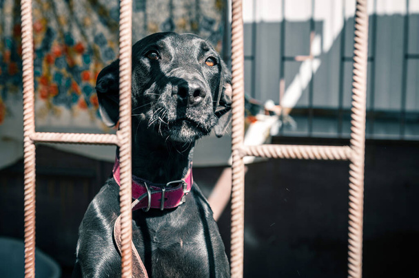 Σκύλος στο καταφύγιο ζώων περιμένει για υιοθεσία. Πορτρέτο του μαύρου άστεγου σκύλου σε κλουβί καταφύγιο ζώων. Σκύλοι Kennel κλειδωμένο - Φωτογραφία, εικόνα