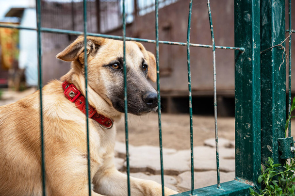 Dog in animal shelter waiting for adoption. Portrait of red homeless dog in animal shelter cage. Kennel dogs locked - Zdjęcie, obraz