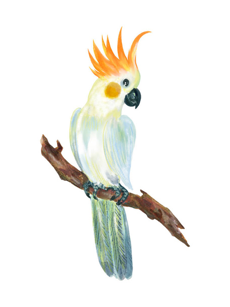 Тропічний пташиний какао яскраве біле сіре оранжеве пір'я, що сидить на гілках елемента листя ізольовано на білому тлі ілюстрації
 - Фото, зображення