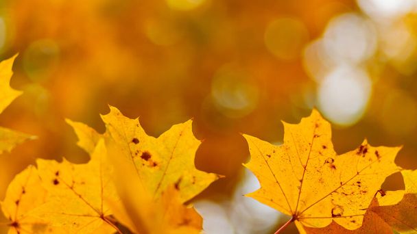Maple leaves on a blurred background. Autumn golden maple leaves on branch. Copy space - Foto, Imagem