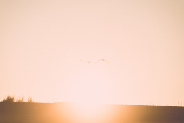 linnut lentävät auringonlaskun yli talvella. vuosikerta
 - Valokuva, kuva