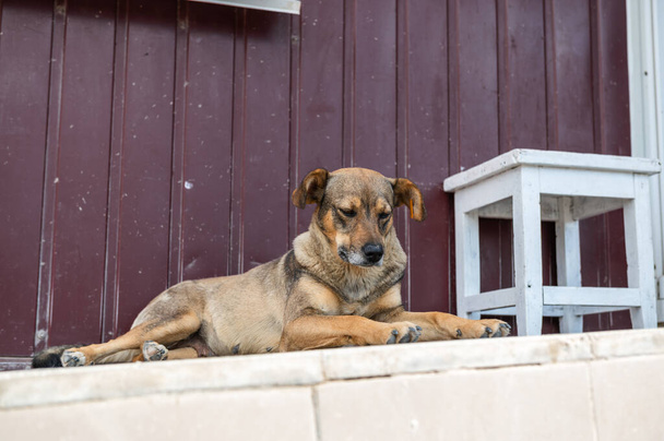 Cão no abrigo de animais à espera de adopção. Retrato de cão sem-teto em gaiola de abrigo de animais. Cães canil bloqueado - Foto, Imagem