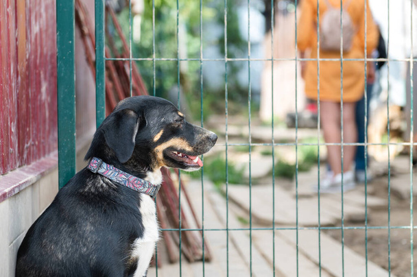 Dog in animal shelter waiting for adoption. Portrait of black homeless dog in animal shelter cage. Kennel dogs locked - Photo, Image