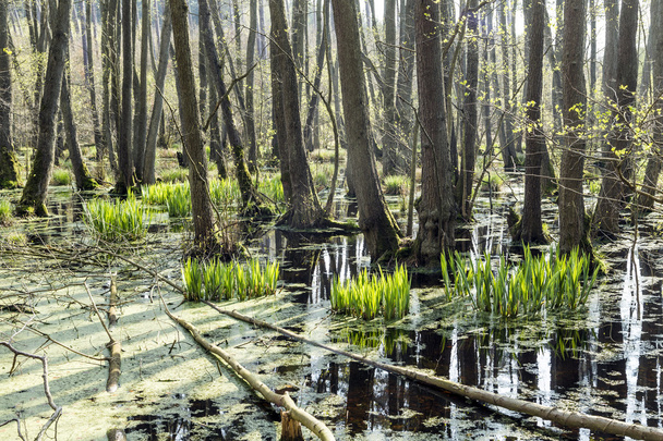 famosa zona pantanosa en el parque nacional de usedom
  - Foto, imagen