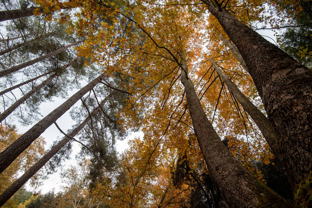 Niski kąt widzenia korony pnia drzewa z żółtymi liśćmi klonu na gałęziach skierowanych ku błękitnemu niebu jesienią - Zdjęcie, obraz