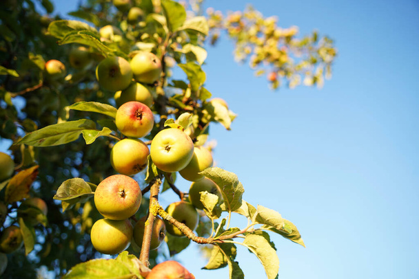 Apple tree full of bright apples. The most beautiful fruits hang unreachably high - Fotoğraf, Görsel