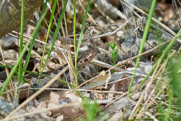 Żmija rogate samiec w środowisku naturalnym (Vipera ammodytes) - Zdjęcie, obraz