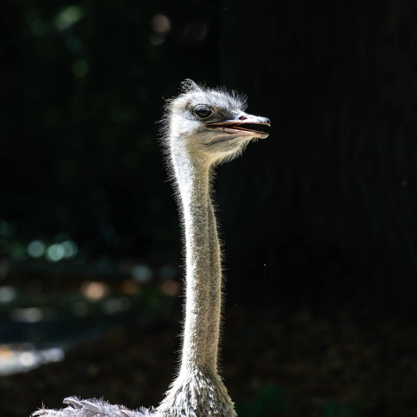El avestruz común, Struthio camelus, o simplemente avestruz, es una especie de ave voladora nativa de África. Es una de las dos especies existentes de avestruces - Foto, imagen