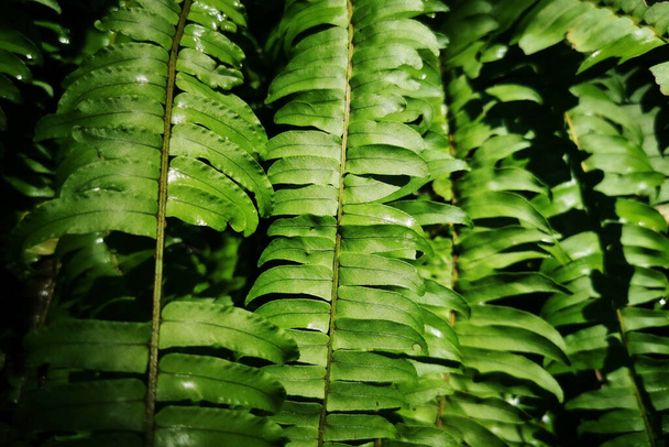 Green leaves of Nephrolepis cordifolia fern reflect with sunlight. Closeup tree pattern of textured background. - Foto, Imagen