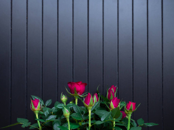 Small red rose bush with rose buds on black background. Home decor - 写真・画像