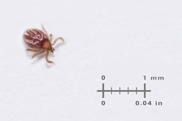 Very small deer tick with measuring scale on a white background. Ixodes ricinus or scapularis. Larva lifecycle stage of parasitic insect. Closeup of crawling parasite full of blood. Tick-borne diseases. - Foto, immagini