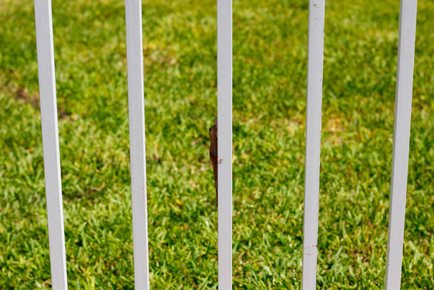 View of a little lizard on a white fence - Foto, imagen
