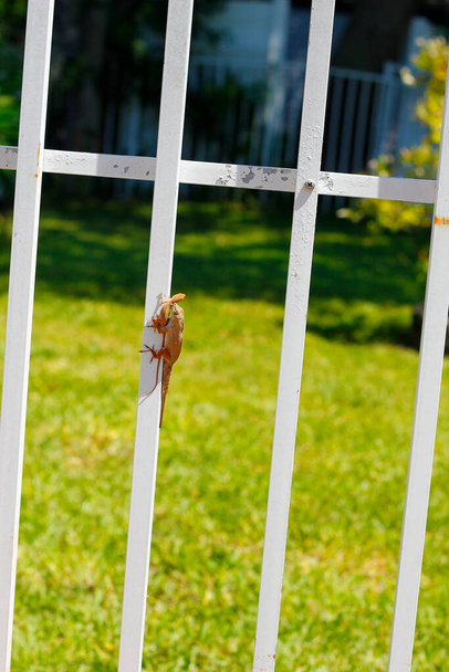 View of a little lizard on a white fence - 写真・画像