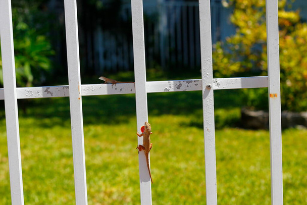 View of a little lizard on a white fence - Photo, Image