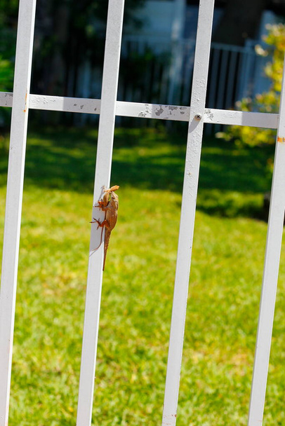 View of a little lizard on a white fence - Zdjęcie, obraz