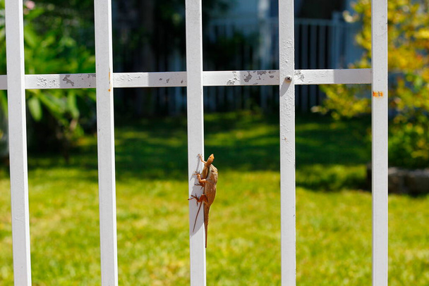 View of a little lizard on a white fence - Valokuva, kuva