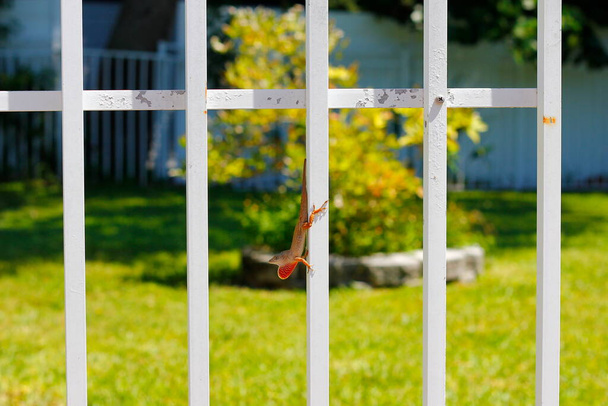 Вид маленькой ящерицы на белый забор - Фото, изображение