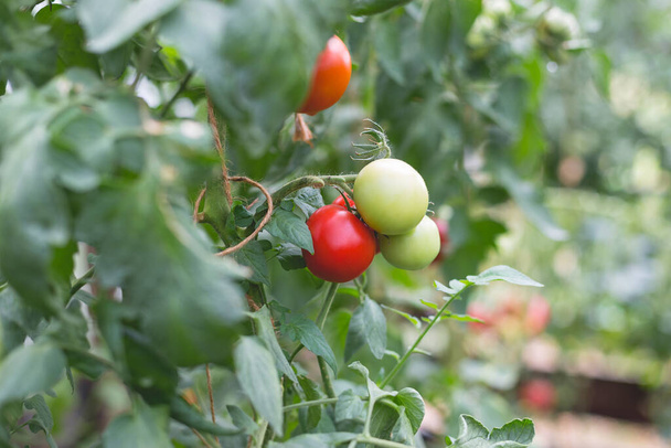 Beautiful view of red tomatoes in a greenhouse in the countryside. Soft morning lighting without harsh shadows. - Foto, Bild