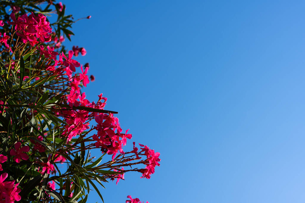 Oleander flower and sky background. red tree blossom and sky - Foto, afbeelding