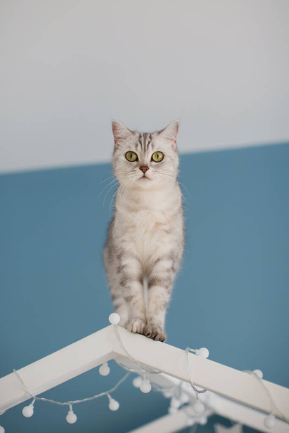 Grey british cat walking on the white childs house shaped bed - Valokuva, kuva