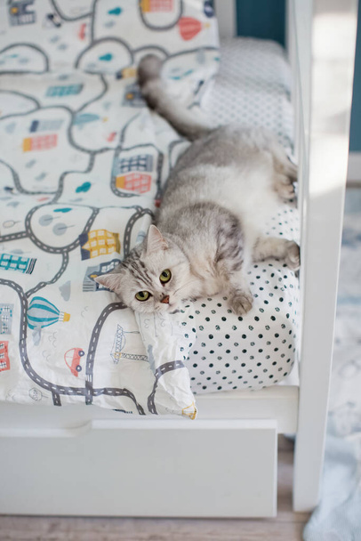 Сіра британська кішка лежала на ліжку з простирадлами. - Фото, зображення