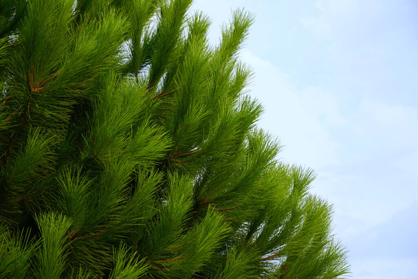 Green twigs with needles on the top of a pine tree in the middle of summer - Photo, Image