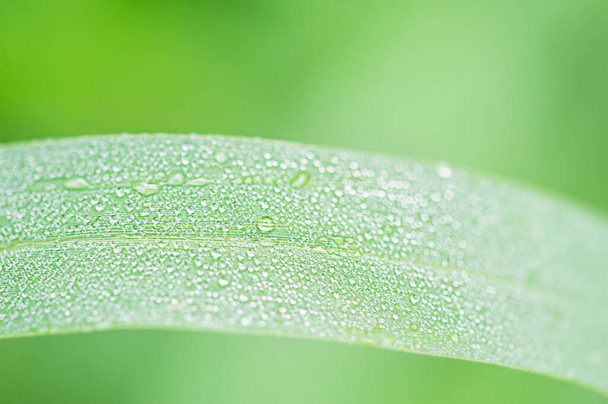 Macro nature. Green grass macro photo with dew drops on it. - Foto, afbeelding