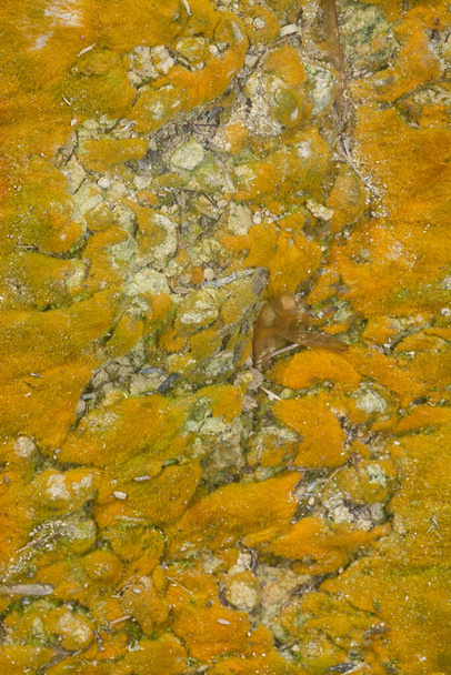 wild mossy growth in the plantation - Foto, Bild