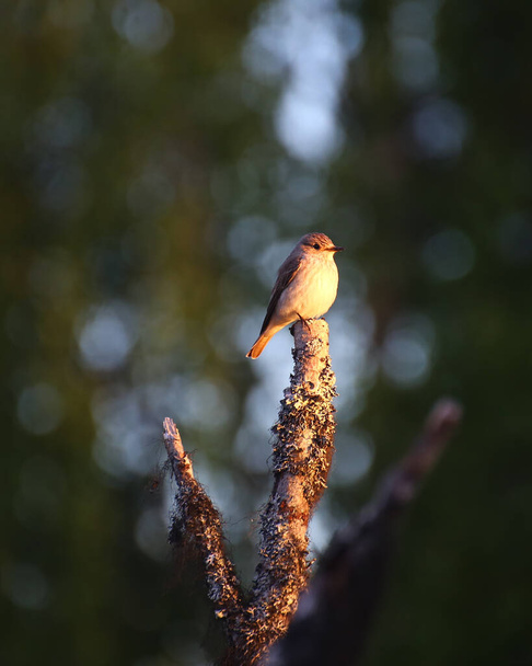 European spotted flycatcher (Muscicapa striate) in warm evening sunlight. - Foto, Bild