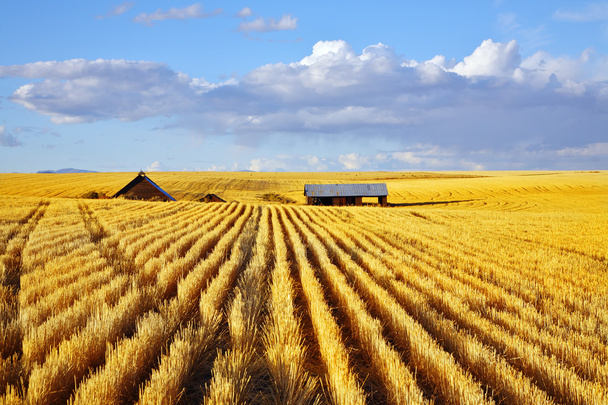 Solar midday on fields of Montana - Foto, imagen