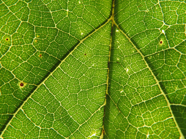 tree leaf in the foreground translucent green nerves macro - Foto, imagen