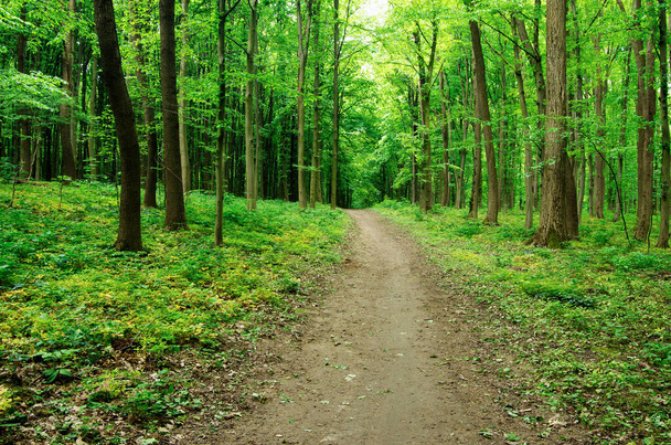 Baharın yeşil ormanında yol - Fotoğraf, Görsel