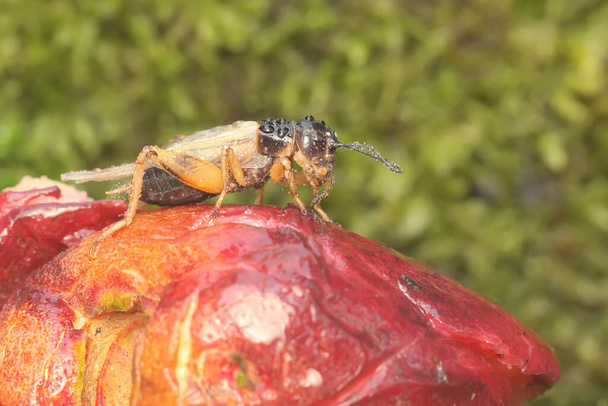 A field cricket is foraging in the bushes. This insect has the scientific name Gryllus campestri. - Photo, Image