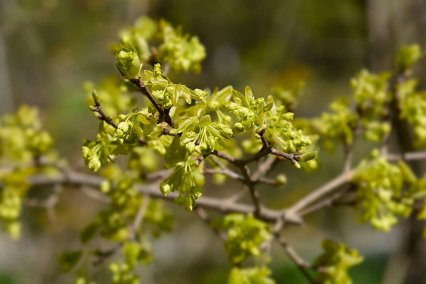 Cretan maple branches with new leaves and flower buds - Latin name - Acer sempervirens - Zdjęcie, obraz