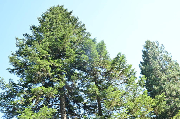 крупним планом дерева в лісі, природний пейзаж
 - Фото, зображення