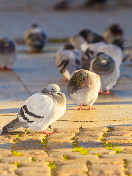 Flock of pigeons in the city street - Foto, imagen