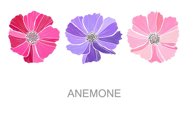 Decorative hand drawn anemone flowers, design elements. Can be used for cards, invitations, banners, posters, print design. Floral background - Вектор,изображение