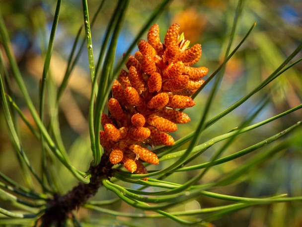 group of stone pine seeds in coniferous forest. hd image - Zdjęcie, obraz